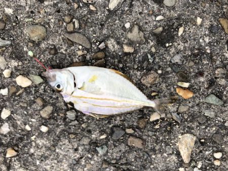 6/27　ちょい投げ釣り、ジギング